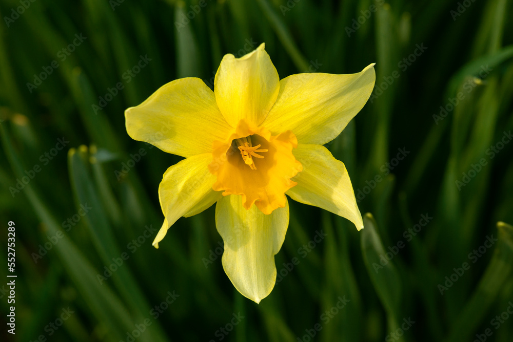 Yellow narcissus flower close up Yellow narcissus flower close up
