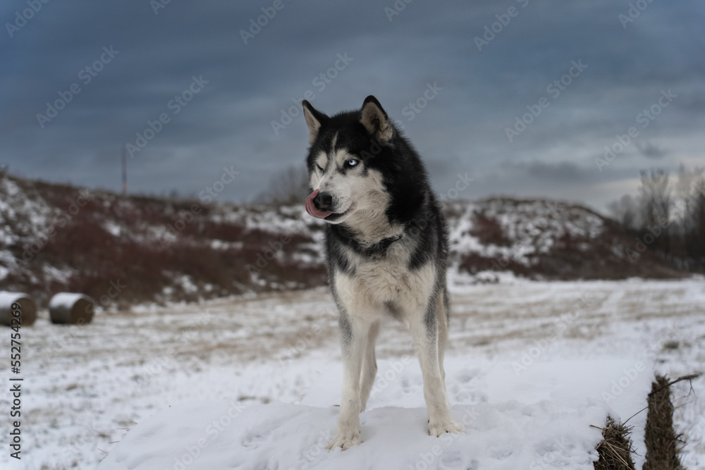 Husky dog ​​in winter.