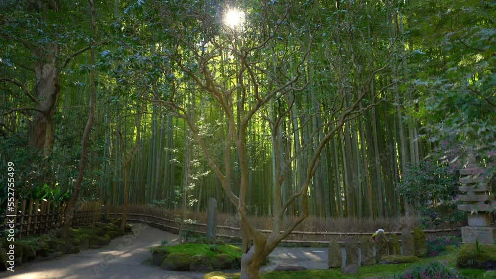 Tranquil traditional Japanese garden with bamboo and Japanese maple, sunbeams filtering through bamboo trees, meditation garden in Japan Tranquil traditional Japanese garden with bamboo and Japanese maple, sunbeams filtering through bamboo trees, meditation garden in Japan