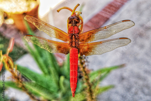 Dragonfly © jiacheng