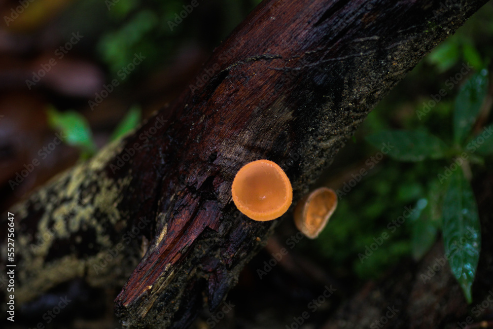 Obraz premium mushroom on tree