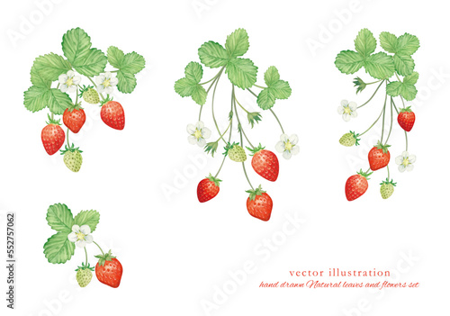 水彩で描いたいちごのボタニカルアート