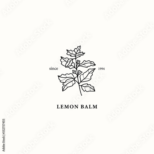 Line art lemon balm branch illustration