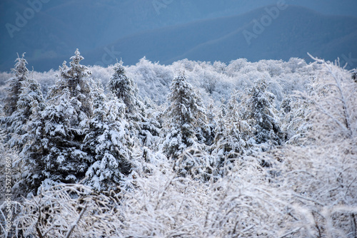 Wallpaper Mural Scenery in winter. Winter with covered frost trees in the snowdrifts. Magical winter forest. Natural landscape with beautiful sky. Torontodigital.ca