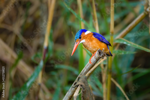 Malachite Kingfisher