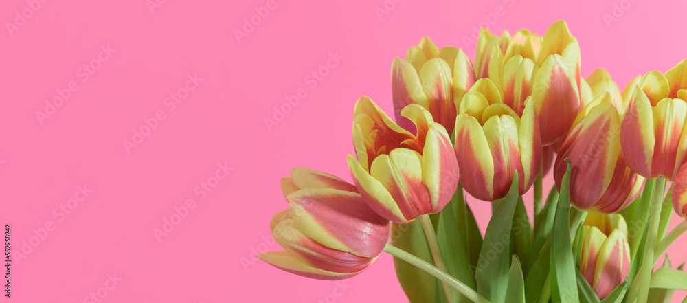 Obraz premium tulips yellow-red on a pink background. banner horizontal