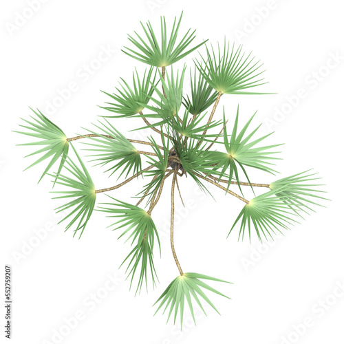 Generic Plant Tree PNG rendered in 4K Resolution for compositing and Background. With transparency alpha channel. 8K based in 3d model. © Govinda