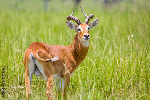 Uganda Kob in the gras