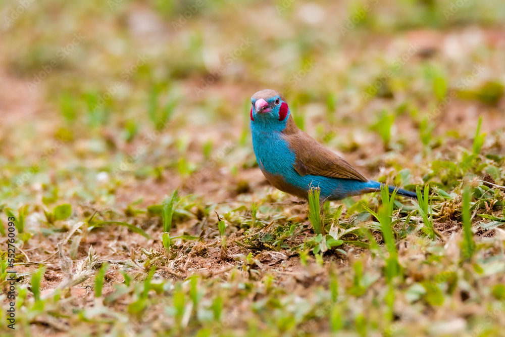 Fototapeta premium Red Cheeked Cordon Bleu