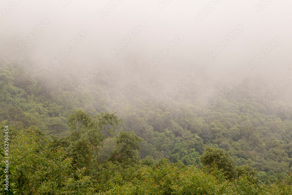 Forest view with thick fog