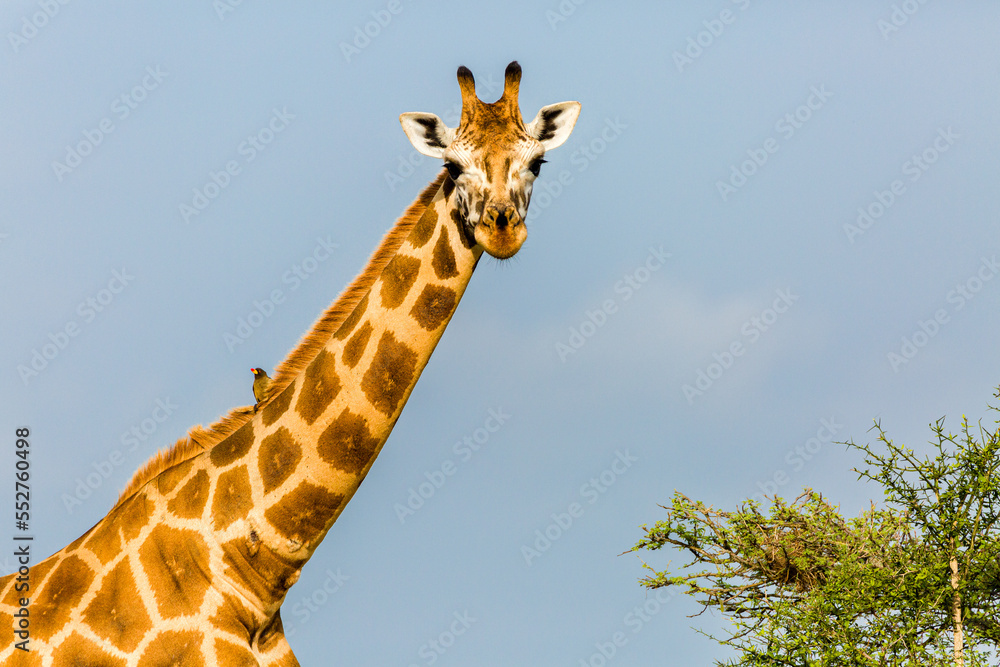 Obraz premium Rothshild Giraffe