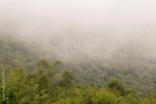 Forest view with thick fog