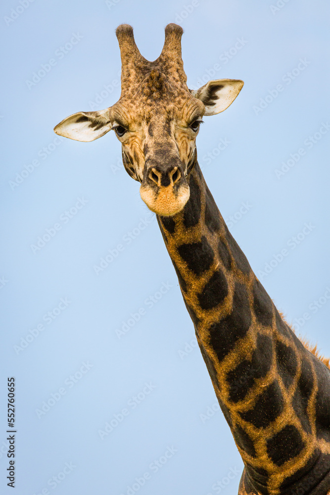 Fototapeta premium Rothshild Giraffe