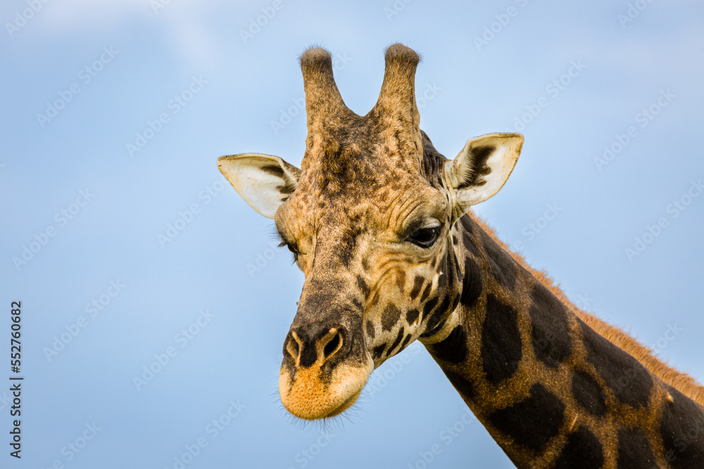 Obraz premium Rothshild Giraffe