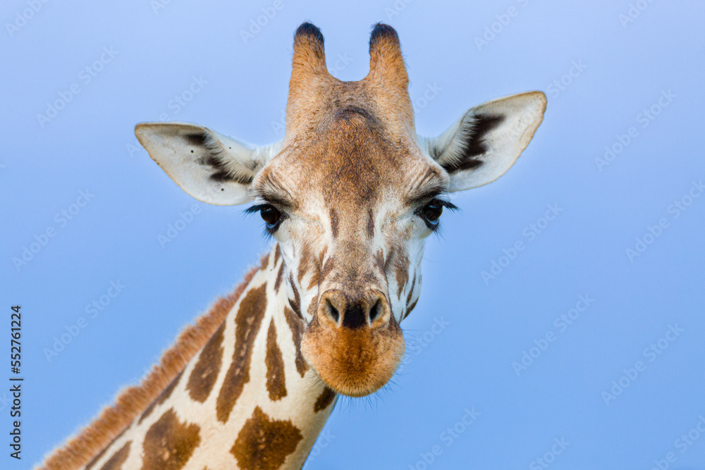Naklejka premium Rothshild Giraffe