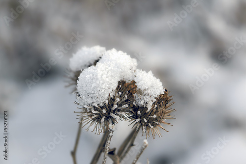Dried flowers covered with snow on a blurred winter background close-up. © Anatoliy
