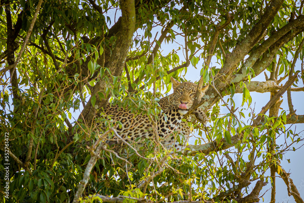 Obraz premium Leopard