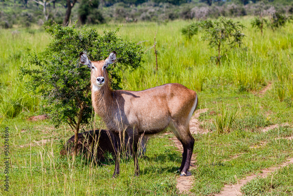 Obraz premium antelope in the grass