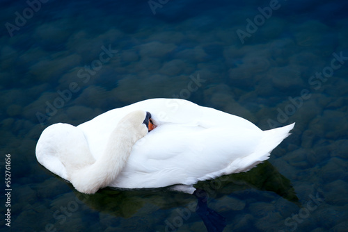 Fototapeta Naklejka Na Ścianę i Meble -  White swan sleeping on Limmat River at City of Zürich on a sunny late summer morning. Photo taken September 22nd, 2022, Zurich, Switzerland.