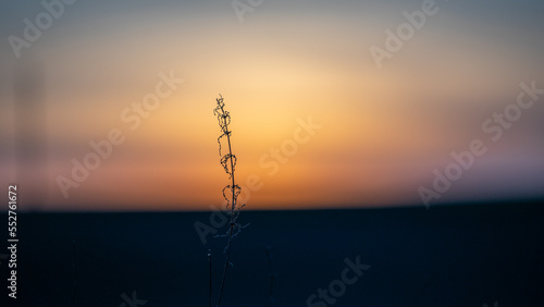 Flower in the sunset