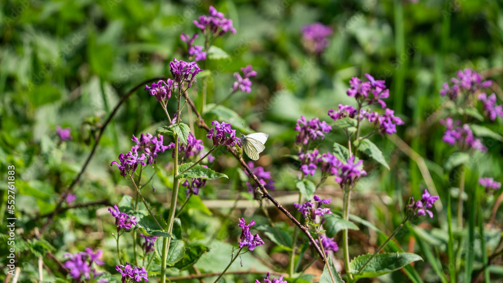 white butterfly on pink flowers white butterfly on pink flowers