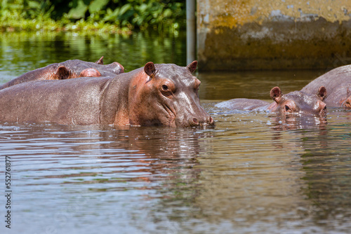 hippopotamus in water © Sascha