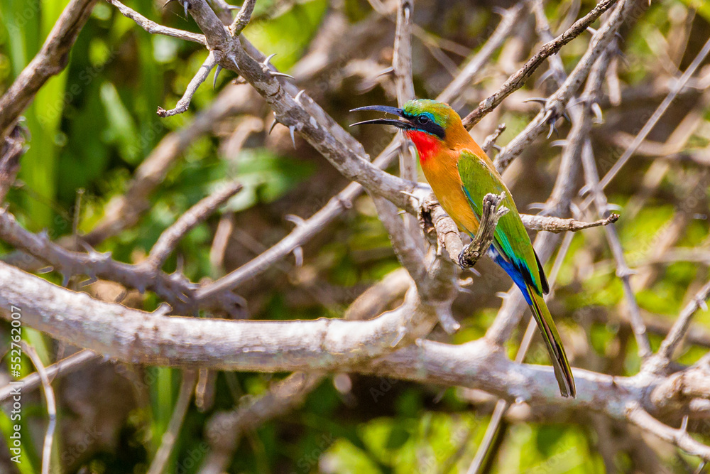 Obraz premium Red-Throated Bee Eater