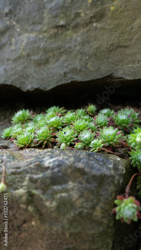 green plants on a rock