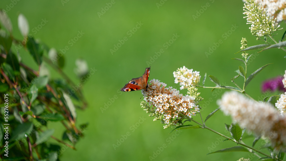 Peacock butterfly on a flower Peacock butterfly on a flower