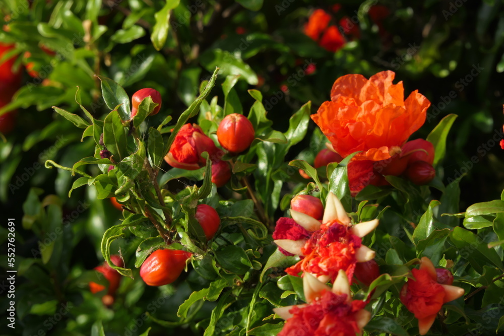 Obraz premium pomegranate (Punica granatum) in Flower with young fruit beginning to develop