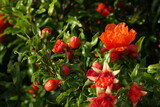 pomegranate (Punica granatum) in Flower with young fruit beginning to develop