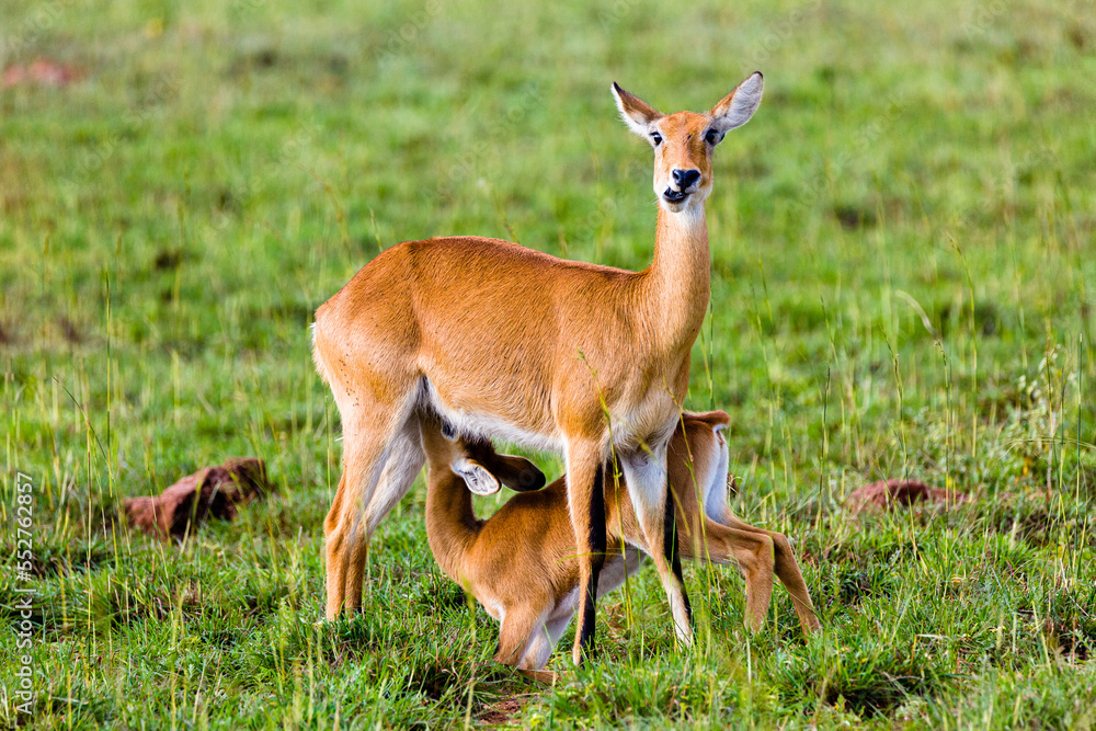 Uganda Kob Uganda Kob