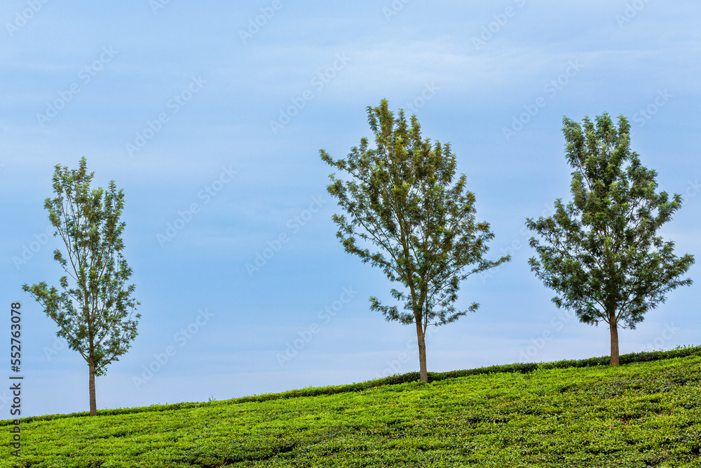 Obraz premium tree on the hill