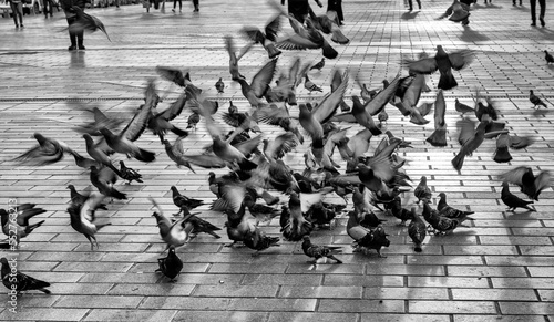 pigeons flapping wings and people walking on the street