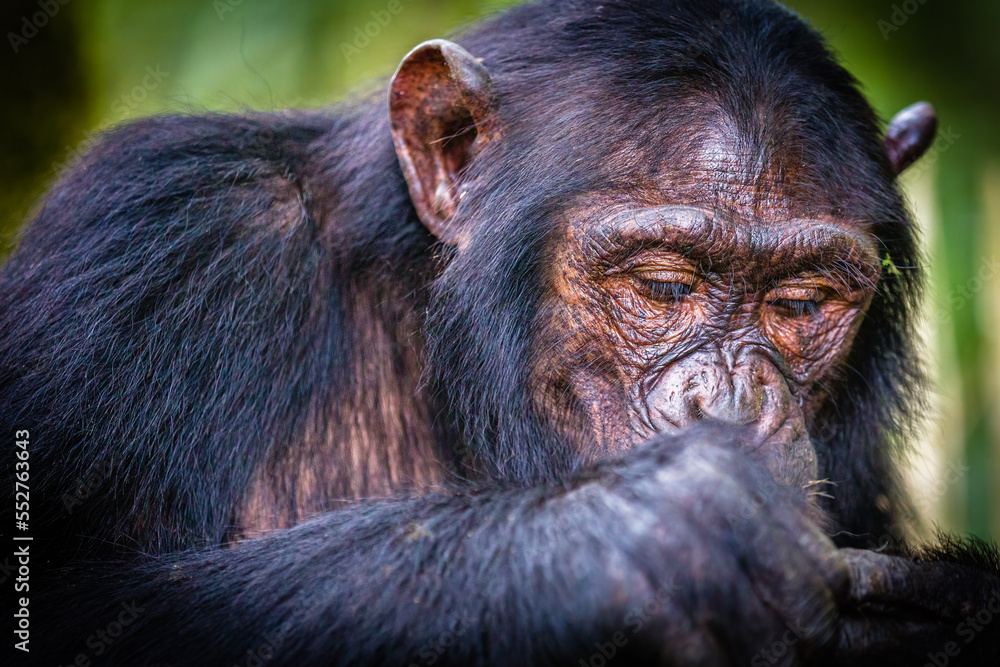 Chimpanzee Chimpanzee