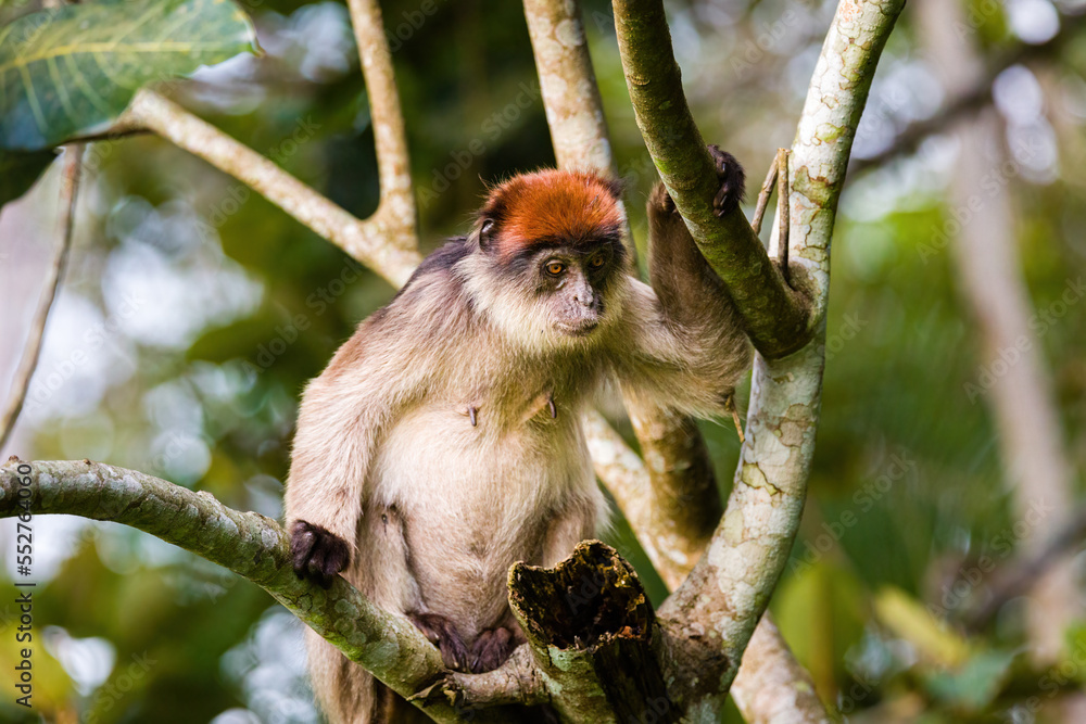 Fototapeta premium Red Colobus Monkey