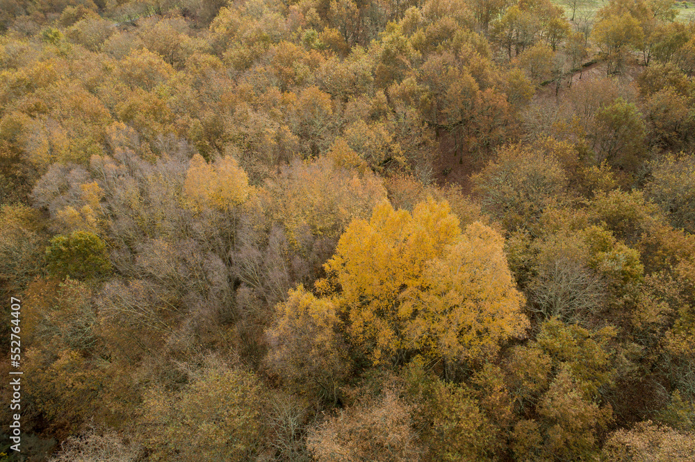 A drone aerial view of an autochthonous forest in Galicia, Spain.