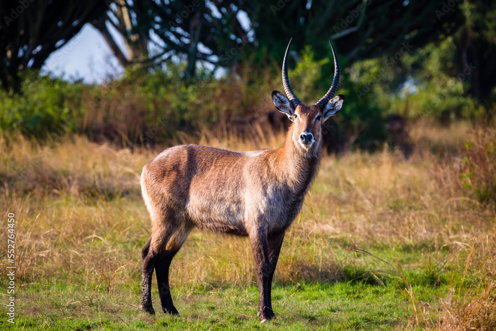 Waterbuck Waterbuck