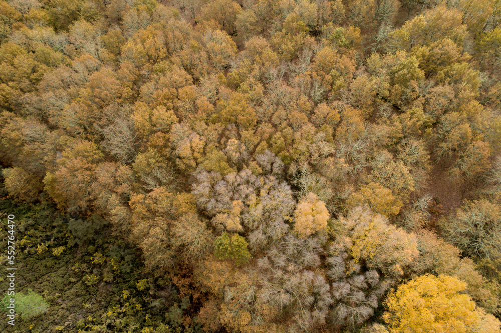 aerial view of an autochthonous forest in Galicia, Spain.