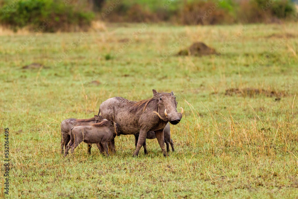 Fototapeta premium Warthoog