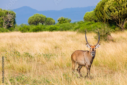 Canvas Print Waterbuck