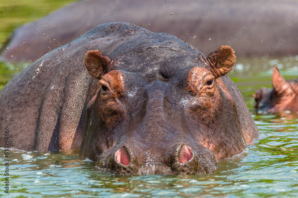 Fototapeta premium Hippo