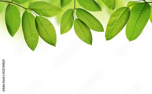 Common walnut leaves ( Juglans regia ) isolated on transparent background, PNG.