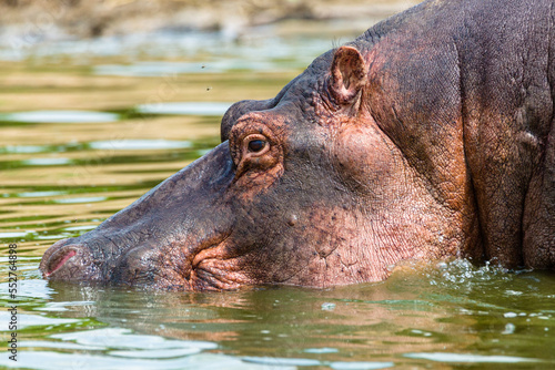 Hippo