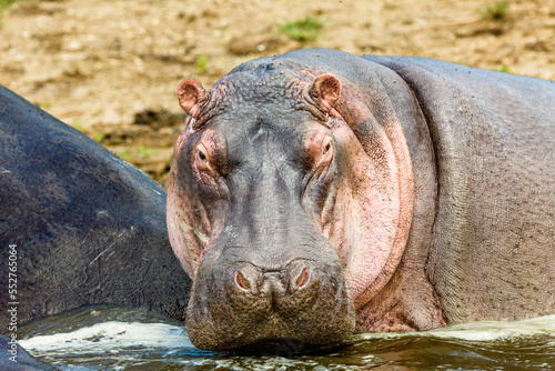 Hippo © Sascha