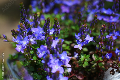 Przetacznik turecki Veronica liwanensis photo