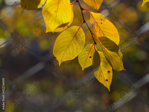 autumn deciduous forest. colorful autumn leaves on tree branches.