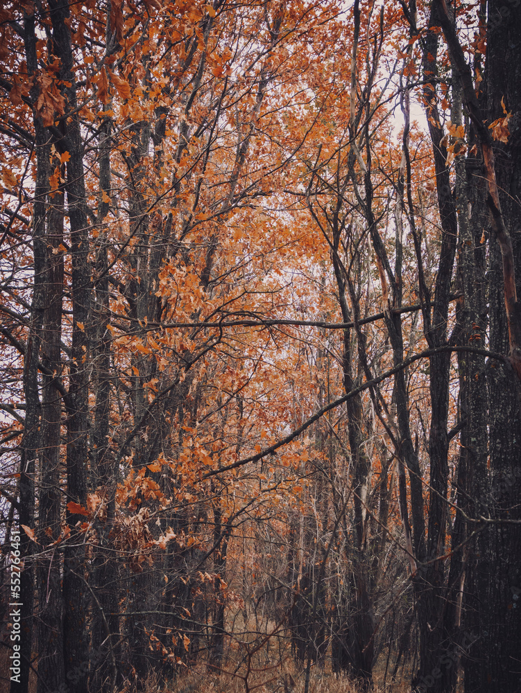 Fototapeta premium forest in autumn