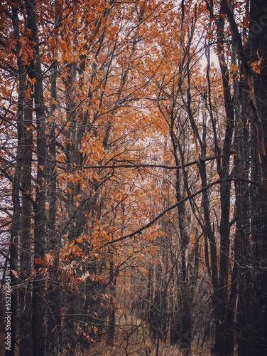 forest in autumn © Дмитрий Головко