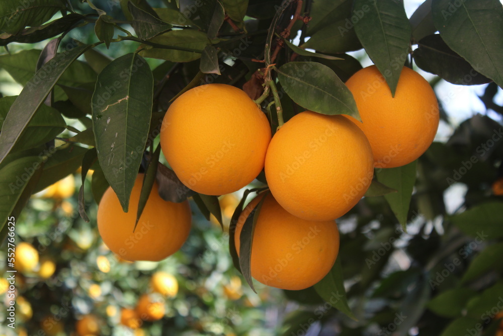 Orange fruit on orange tree in orchard. Close up. Orange fruit on orange tree in orchard. Close up.